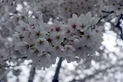 树 樱桃 开花 节日 春天 华盛顿