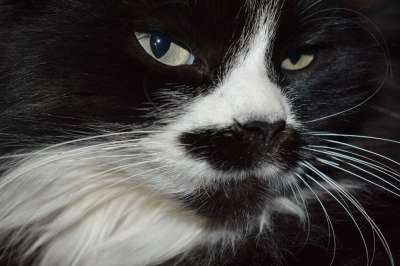 猫 眼睛 视线 动物 毛皮 小猫 老虎 可爱 头 人 鼻子