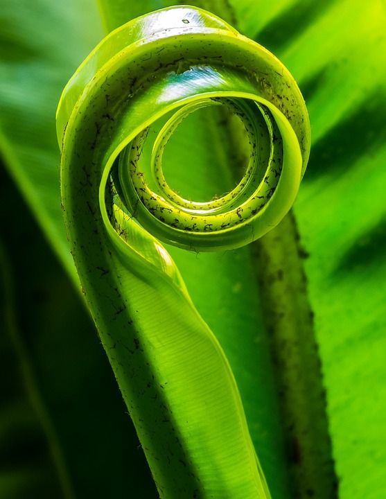蕨类 叶子 植物 叶蕨 绿色 卷起来 滚