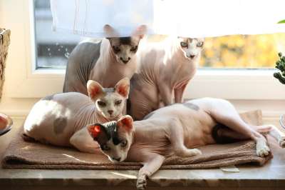 猫的家庭 猫 可爱 动物 小猫 甜的 猫咪 哺乳动物 美丽