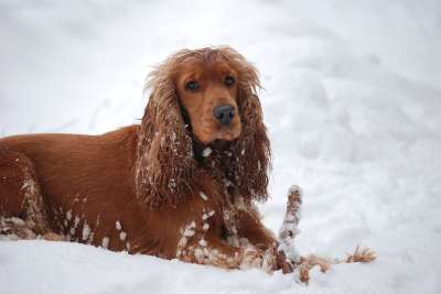 狗 电饭煲 西班牙猎犬 动物 游戏 冬季 雪 贡献 检索