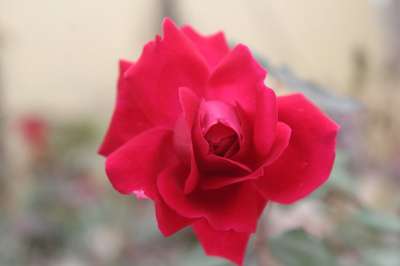 玫瑰 罗莎 花 花瓣 重点 数码单反相机 盛开 开花 红色的