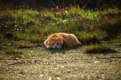 猫 小猫 红虎斑 红猫 年轻的猫 鲭鱼 猫孩子