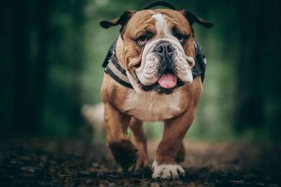 斗牛犬 狗 可爱 动物 英语 小狗 哺乳动物 英国斗牛犬