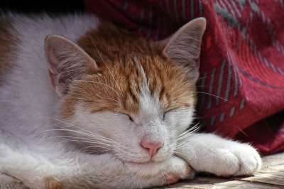 猫 睡着了 家畜 动物摄影 松弛 睡觉 可爱的 小猫 家猫