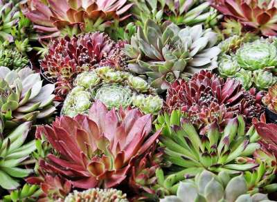 石头作物 植物 地被植物 岩石花园 花园 市场 市场摊位 正站着