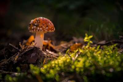 毒菌 森林 苔藓 蘑菇 有毒 红飞木耳 落下 红色的 点缀