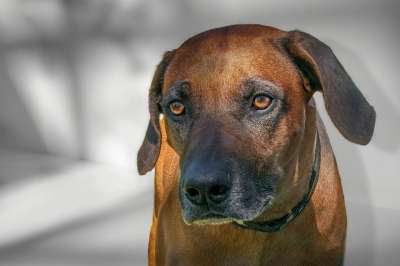 狗 罗德西亚背脊犬 国内动物 动物 毛皮 鼻子 哺乳动物 野生动物