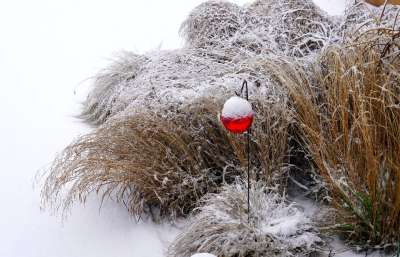 雪 草 圣诞摆设 冬天 冬天的时候 下雪的 霜 冰冷的 寒冷的