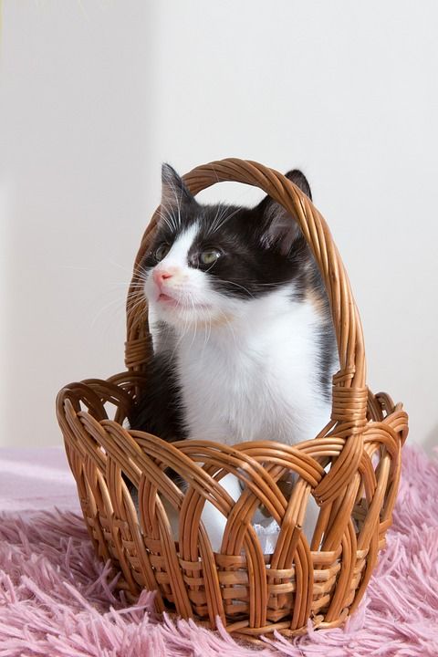 小猫 宠物 动物 猫 猫咪 可爱 小的 家