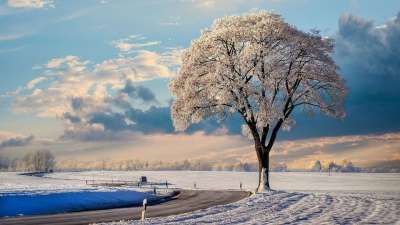 冬天 草地 自然 景观 雪 寒冷的 冬季景观 草 霜 天堂