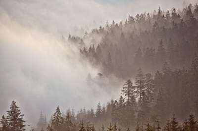 早上心情 森林 多雾路段 山 神秘 景观 情绪 太阳 照明心情