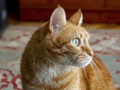 猫 宠物 猫科动物 动物 毛皮 基蒂 国内的 国内的猫 猫肖像