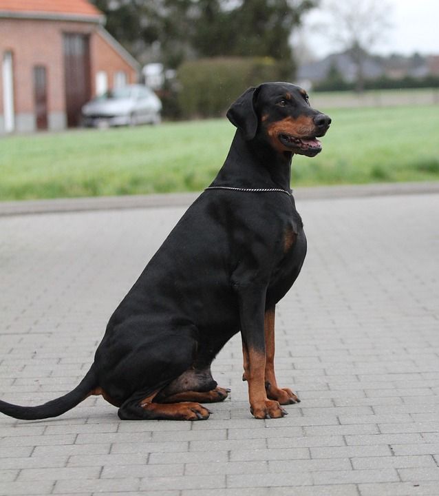 狗 犬 哺乳动物 一种 宠物 杜宾 男性 夹子 坐在