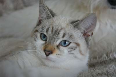 小猫 猫 猫看 蓝眼睛 胡子 猫科动物 动物 家畜