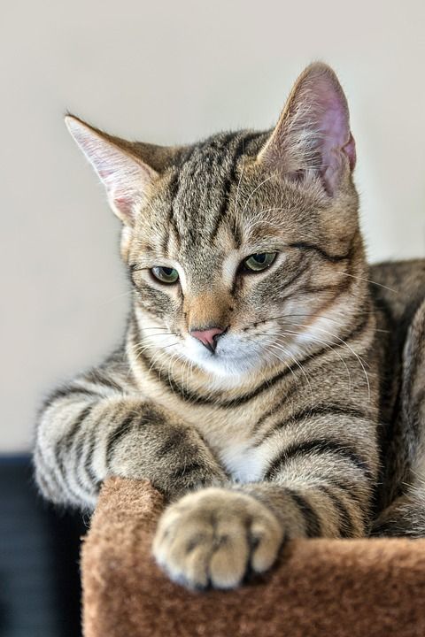 宿醉 鲭鱼 说谎 玩的小猫 家猫 家畜 可爱的 猫 猫宝宝