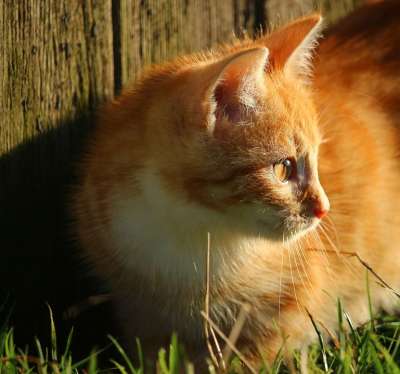 小猫 猫 猫眼 红虎斑 猫宝宝 年轻的猫 家猫