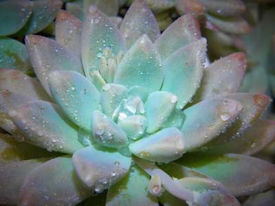 多汁的 植物 自然 绿色 花园 装饰 花 仙人掌 花的 叶子