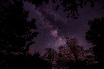 夜晚 天空 星星 星系 树木 植物 黑色的天空 黑树 黑色的星星