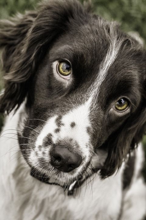 狗 施普林格 脸 动物 宠物 西班牙猎犬 犬类 猎人 肖像