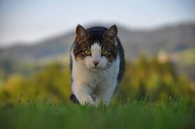 猫 宠物 动物 国内的猫 猫科动物 哺乳动物 肖像 动物肖像