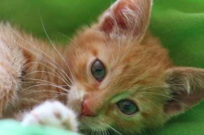 猫 动物 投标
