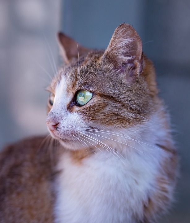动物 猫 特写 可爱的 猫科动物 宠物 胡须