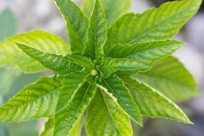 绿色 黄色 叶子 春天 草 粉色的 颜色 丰富多彩的 橙色的