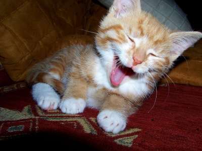 猫 年轻的猫 俏皮的 家畜 猫眼 手饲养 宿醉 家猫