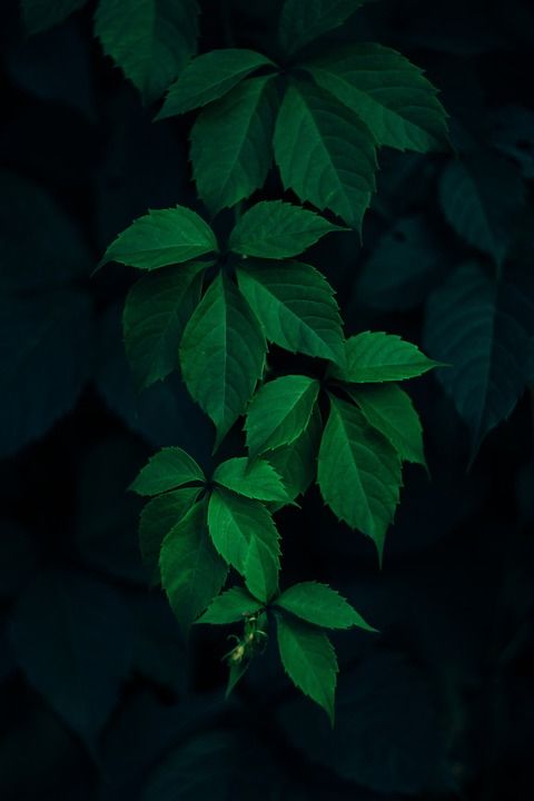 绿色 叶子 黑暗的 植物 模糊 黑色的植物 黑叶 黑色植物