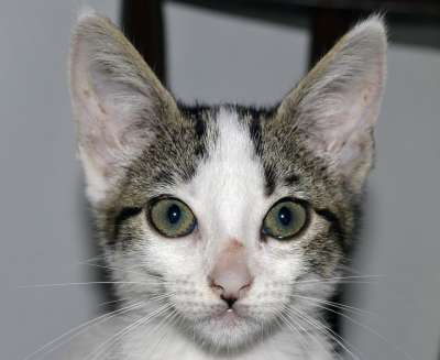 猫 动物 宠物 捕食者 皮肤 肖像 关闭 小猫咪 老虎 吉祥物