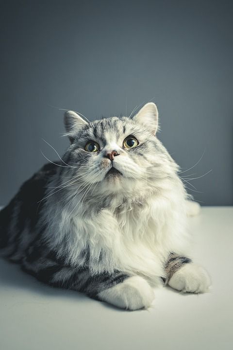 猫 波斯品种 黑灰猫 宠物