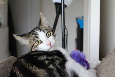 猫 小猫 宠物 白色的老虎 猫科动物 可爱的小猫 惊讶的猫