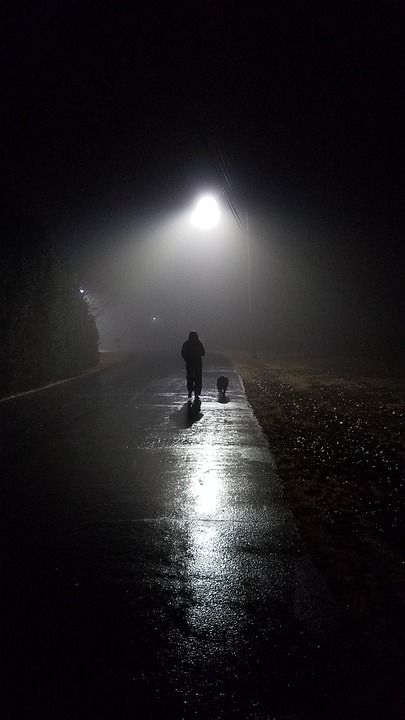 夜晚 多雾路段 狗 晚上 黑色的 薄雾 户外的 幽灵般的 神秘