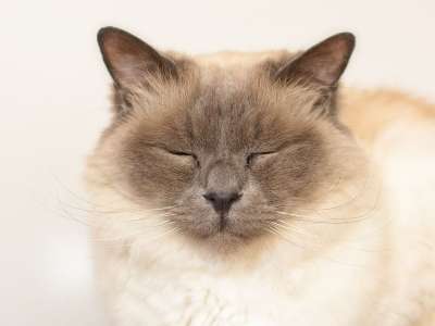 猫 神圣 Birman 小胡子 品种猫 头 脸 家猫 猫脸 关闭