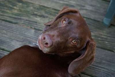 狗 宠物 动物 可爱的 犬类 哺乳动物 小狗 国内的 猫和狗