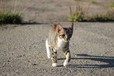 猫 小猫 猫宝宝 鲭鱼