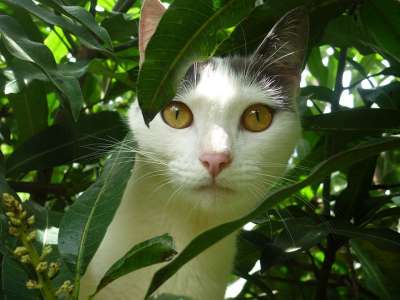 猫 国内的 树 宠物 可爱的 猫科动物 小猫 基蒂 毛皮 年轻