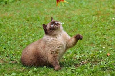 猫 英国短毛猫 玩 纯种 亲爱的 毛皮 棕色的 浅褐色的 可爱的