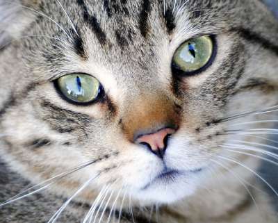 猫 户外 特写