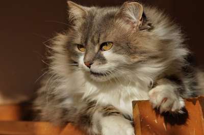 猫 毛茸茸 手表 注意力 视线 打猎 毛皮 可爱 灰色的 首页