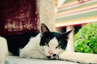 猫 毛皮 呼噜声 家猫 小猫 白色的 肖像 生物 猫的爪子