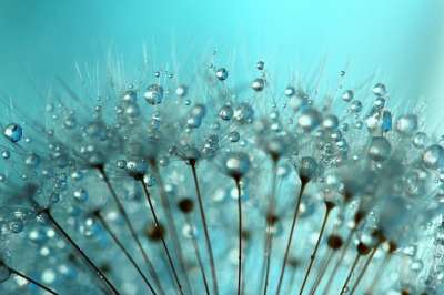 蒲公英种子 蒲公英 水滴 露珠 露滴 花的 花朵 杂草 漂亮