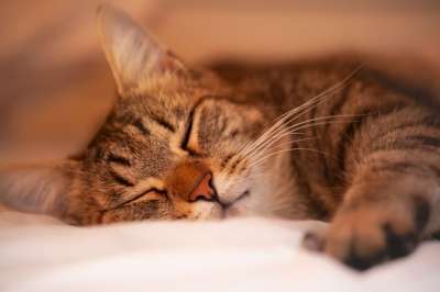 猫 肖像 睡着了 特写 头 宿醉 年轻 鲭鱼 Ekh 动物