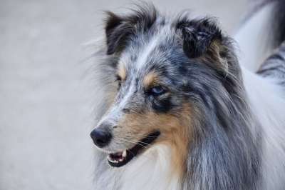 设得兰群岛牧羊犬 狗 宠物 动物 国内的狗 哺乳动物 小狗 谢尔蒂