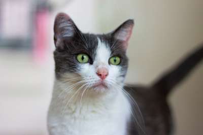 猫 国内动物 猫科动物 宠物 动物 野生动物 动物摄影