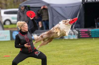 飞盘 Dogfrisbee 盘獒 狗 狗运动 运动的 飞盘 飞盘