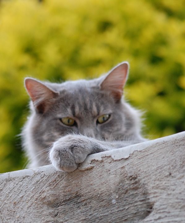 猫 猫科动物 宠物 小猫 国内的 基蒂 毛皮 虎斑猫 晶须