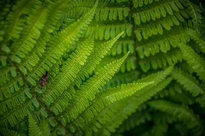 Kapradína 绿色 树叶 蕨菜 工厂 植物群 植物学