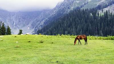 Jahazbanda 草地 Upperdir Kpk 巴基斯坦 尼康